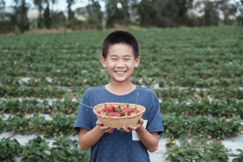 Asian boy strawberry picking at the farm - Australian Stock Image