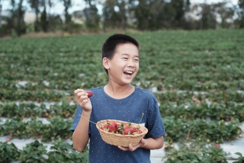 Asian boy strawberry picking at the farm - Australian Stock Image