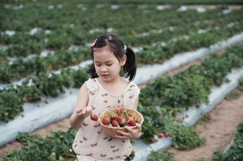 Asian girl strawberry picking at the farm - Australian Stock Image