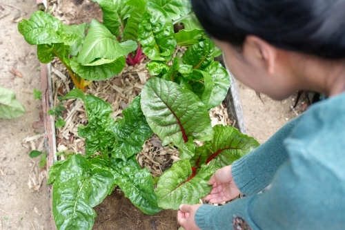 Asian woman checking the leaf of ruby red Swiss chard in the garden. - Australian Stock Image