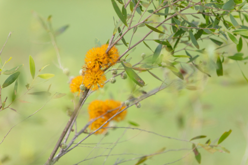 Asteromyrtus symphocarpa - NT native flora - Australian Stock Image