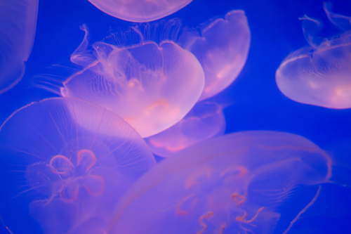 Aurelia (aka the moon jelly, moon jellyfish, common jellyfish, or saucer jelly) floating in water - Australian Stock Image