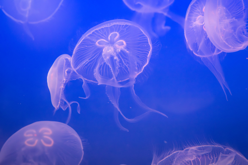 Aurelia (aka the moon jelly, moon jellyfish, common jellyfish, or saucer jelly) floating in water - Australian Stock Image