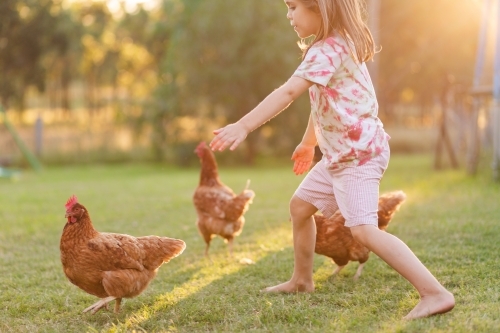 Aussie kid chasing backyard chooks - Australian Stock Image