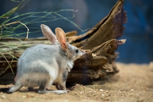 Australian Bilby on dirt near log - Australian Stock Image