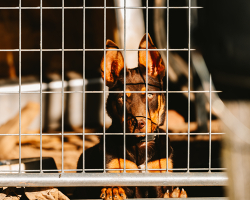 Australian brown kelpie behind mesh fence - Australian Stock Image