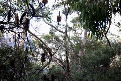 Australian bush scene - Australian Stock Image