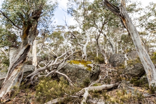 Australian bushland with eucalyptus blurred - Australian Stock Image
