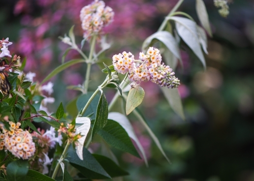 Australian butterfly on flower - Australian Stock Image