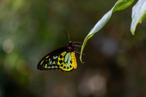 Australian Cairns Birdwing Butterfly - Ornithoptera euphorion - Australian Stock Image