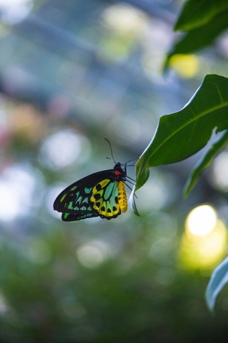 Australian Cairns Birdwing Butterfly Ornithoptera euphorion - Australian Stock Image