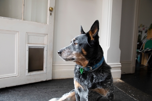 Australian cattle dog sitting on the floor inside a room - Australian Stock Image