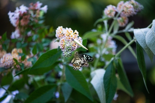 Australian Chequered Swallowtail Butterfly papilio demoleus - Australian Stock Image