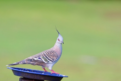 Australian common crested pigeon (Ocyphaps lophotes) - Australian Stock Image