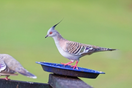 Australian common crested pigeon (Ocyphaps lophotes) - Australian Stock Image