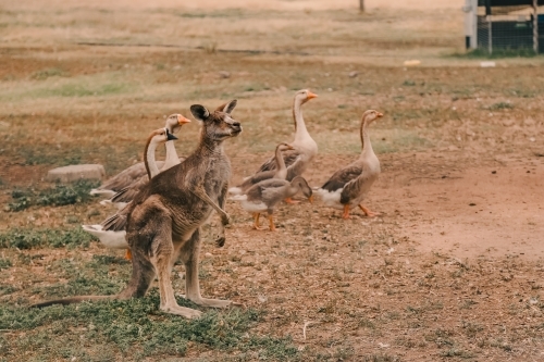 Australian country scene including kangaroo standing with a gaggle of geese - Australian Stock Image