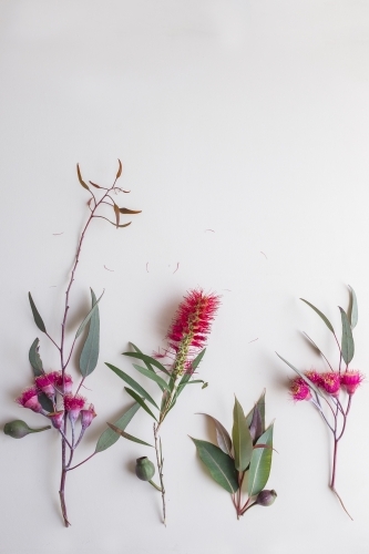 Australian flora flatlay - Australian Stock Image