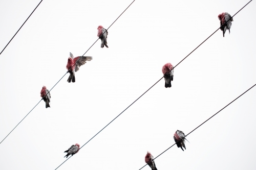 Australian Galah's sitting and preening on electrical wires - Australian Stock Image