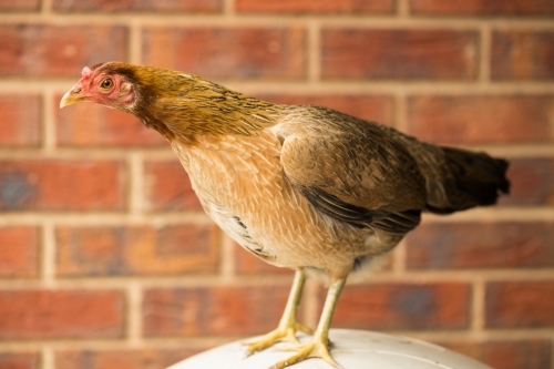 Australian Game chicken breed - Australian Stock Image