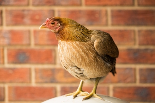 Australian Game chicken breed - Australian Stock Image