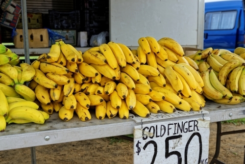 Australian Gold Finger Bananas at Market Stall - Australian Stock Image