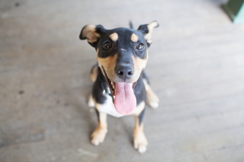 Australian Kelpie cross - Australian Stock Image