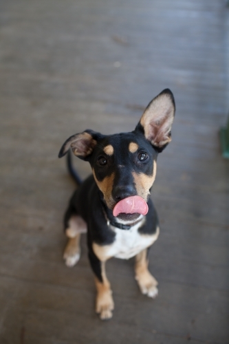 Australian Kelpie cross - Australian Stock Image