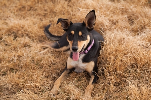 Australian Kelpie Cross sitting in the dry grass - Australian Stock Image