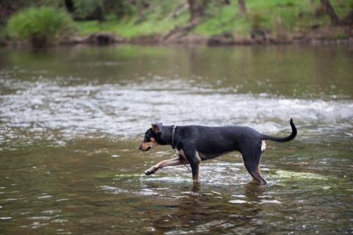 Australian Kelpie cross standing in a river - Australian Stock Image