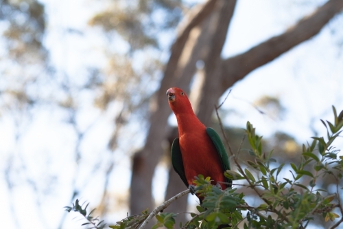 Australian king parrot - Australian Stock Image