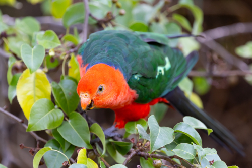 Australian King Parrot eating tree fruit in Melbourne, Victoria Australia - Australian Stock Image