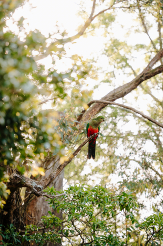 Australian King parrot perched on a branch of a tree. - Australian Stock Image