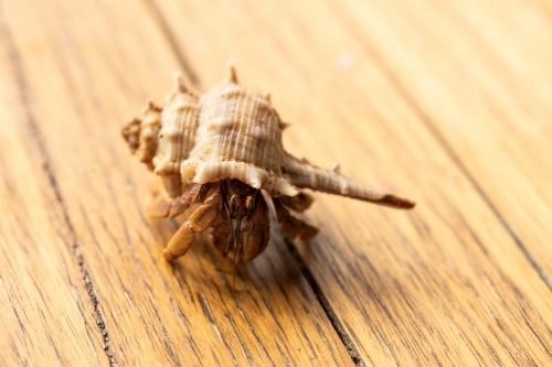 Australian Land Hermit Crab (Coenobita variabilis) walking on a wooden surface - Australian Stock Image