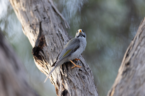 Australian Noisy Minor bird on branch on a sunny winter afternoon in Melbourne, Victoria Australia - Australian Stock Image