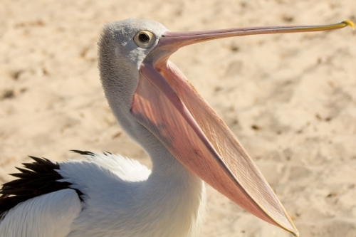 Australian Pelican (Pelecanus conspicillatus) yawning on beach - Australian Stock Image