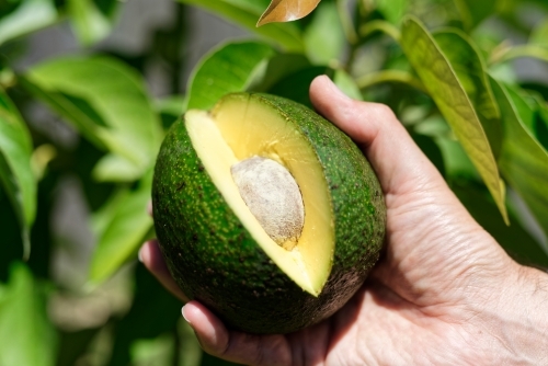 Australian Reed Avocado fresh from the avocado tree cut open - Australian Stock Image