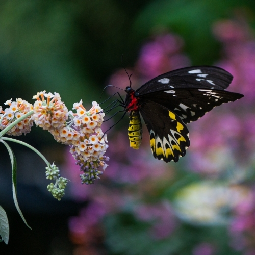 Australian Richmond Birdwing Butterfly - Australian Stock Image