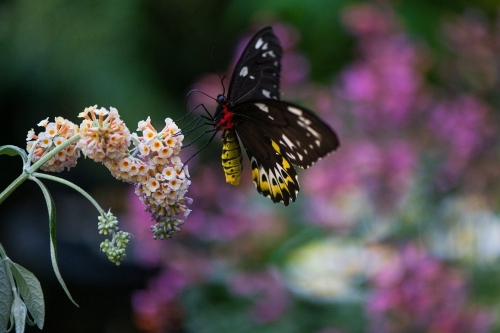 Australian Richmond Birdwing Butterfly - Australian Stock Image