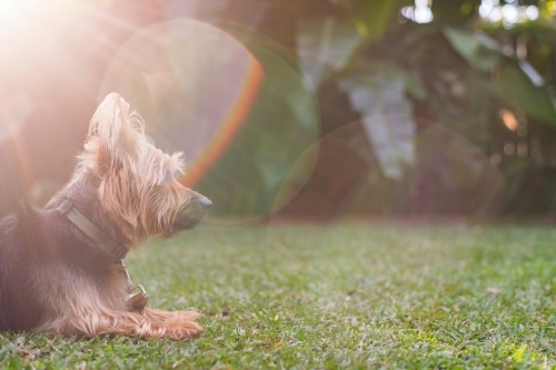 Australian Terrier on the grass, with sun flare - Australian Stock Image