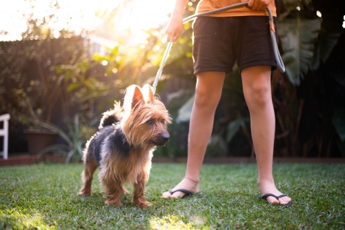 Australian Terrier on the grass, with sun flare - Australian Stock Image