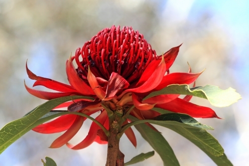 Australian Waratah in flower growing in natural habitat.