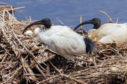 Australian White Ibis and nesting grounds at Coolart Wetlands and Homestead in Somers - Australian Stock Image