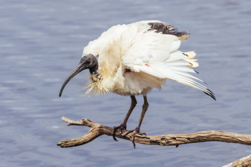 Australian White Ibis and on branch at Coolart Wetlands and Homestead in Somers - Australian Stock Image