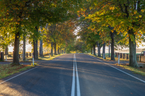 Autumn colours on trees beside country road - Australian Stock Image