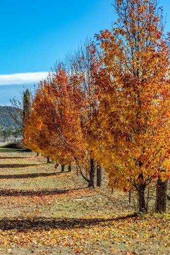 Autumn leaves beginning to fall - Australian Stock Image