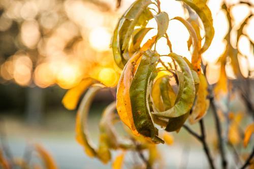 Autumn leaves on a peach tree at sunset - Australian Stock Image