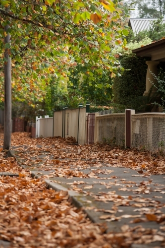 Autumn leaves on a tree lined footpath - Australian Stock Image