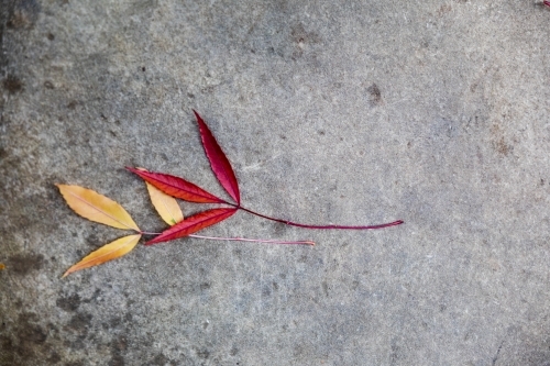 autumn leaves on concrete path - Australian Stock Image