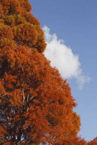 Autumn leaves on tall tree