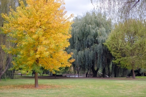 Autumn leaves starting to show on a tree - Australian Stock Image